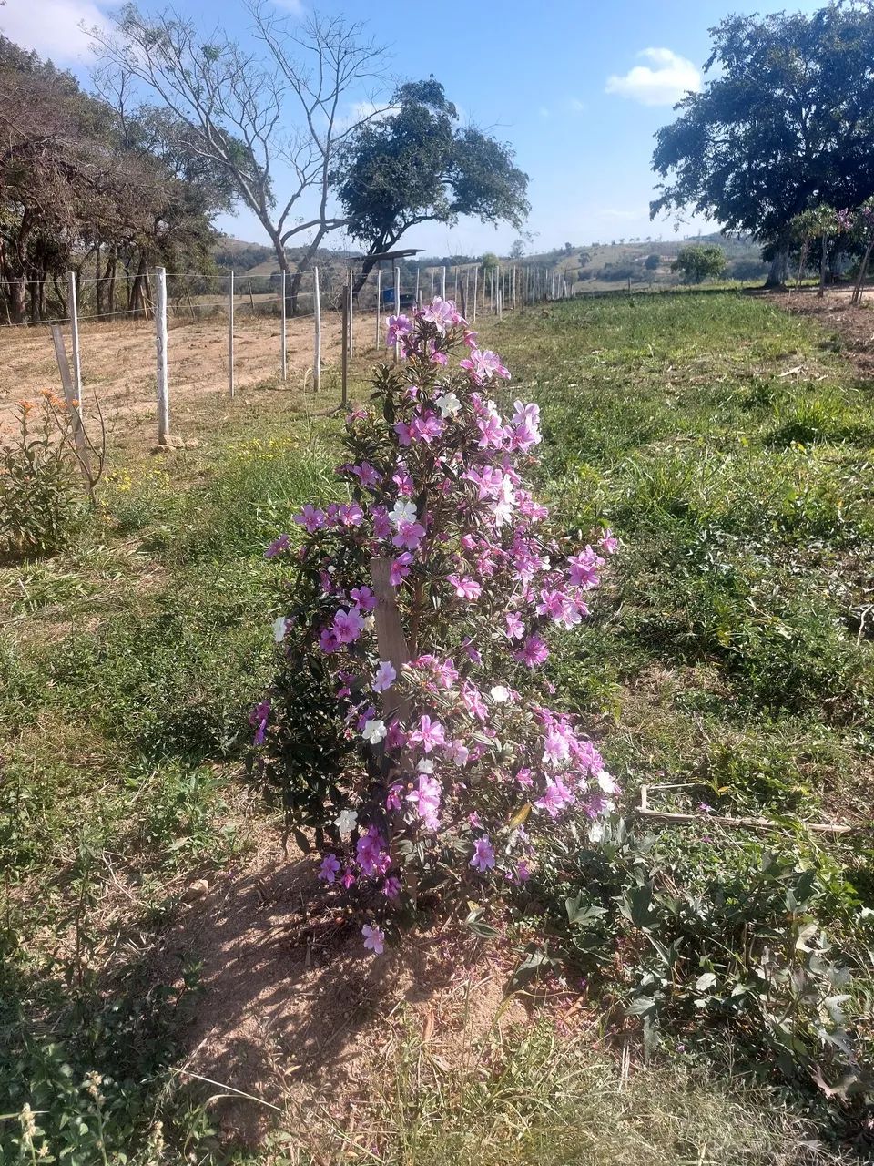 Sitio