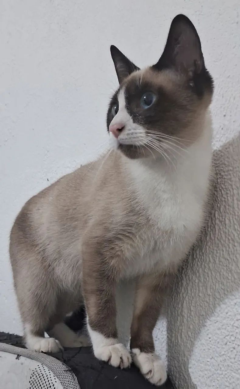 Doação de gato. - Foto 4