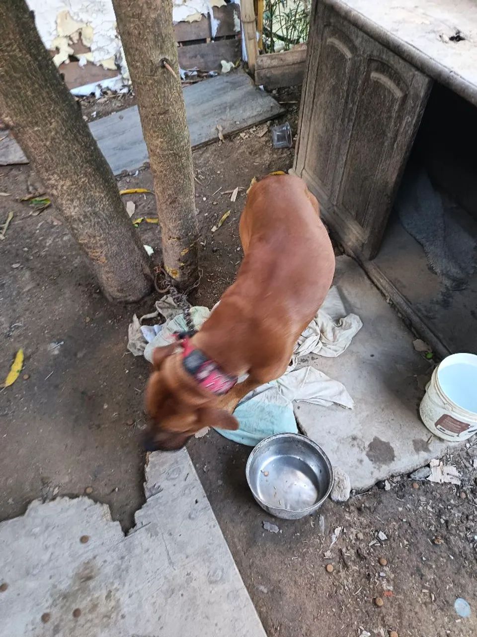 Doação cachorro  - Foto 5
