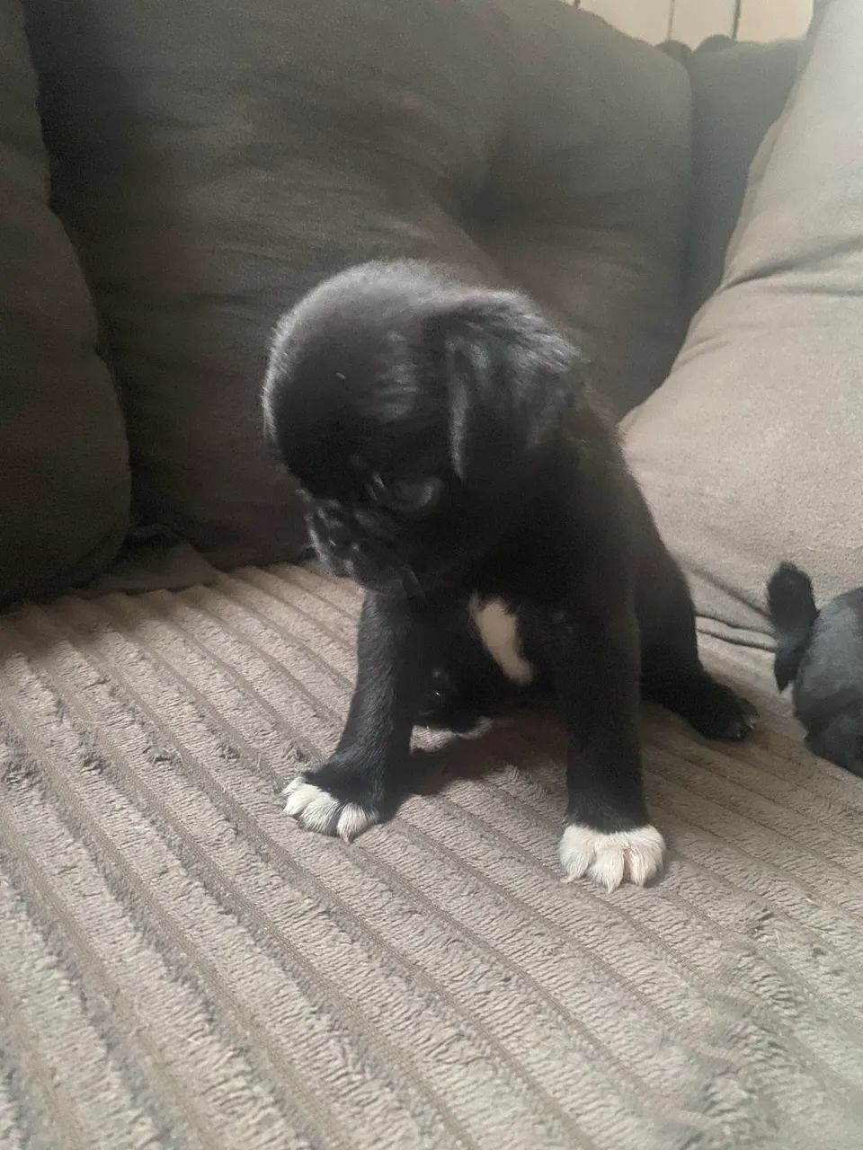 PUG LINDOS  - Foto 3