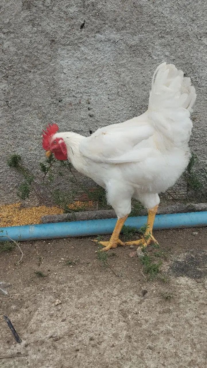 Frango e frango balão Sergipano  - Foto 6