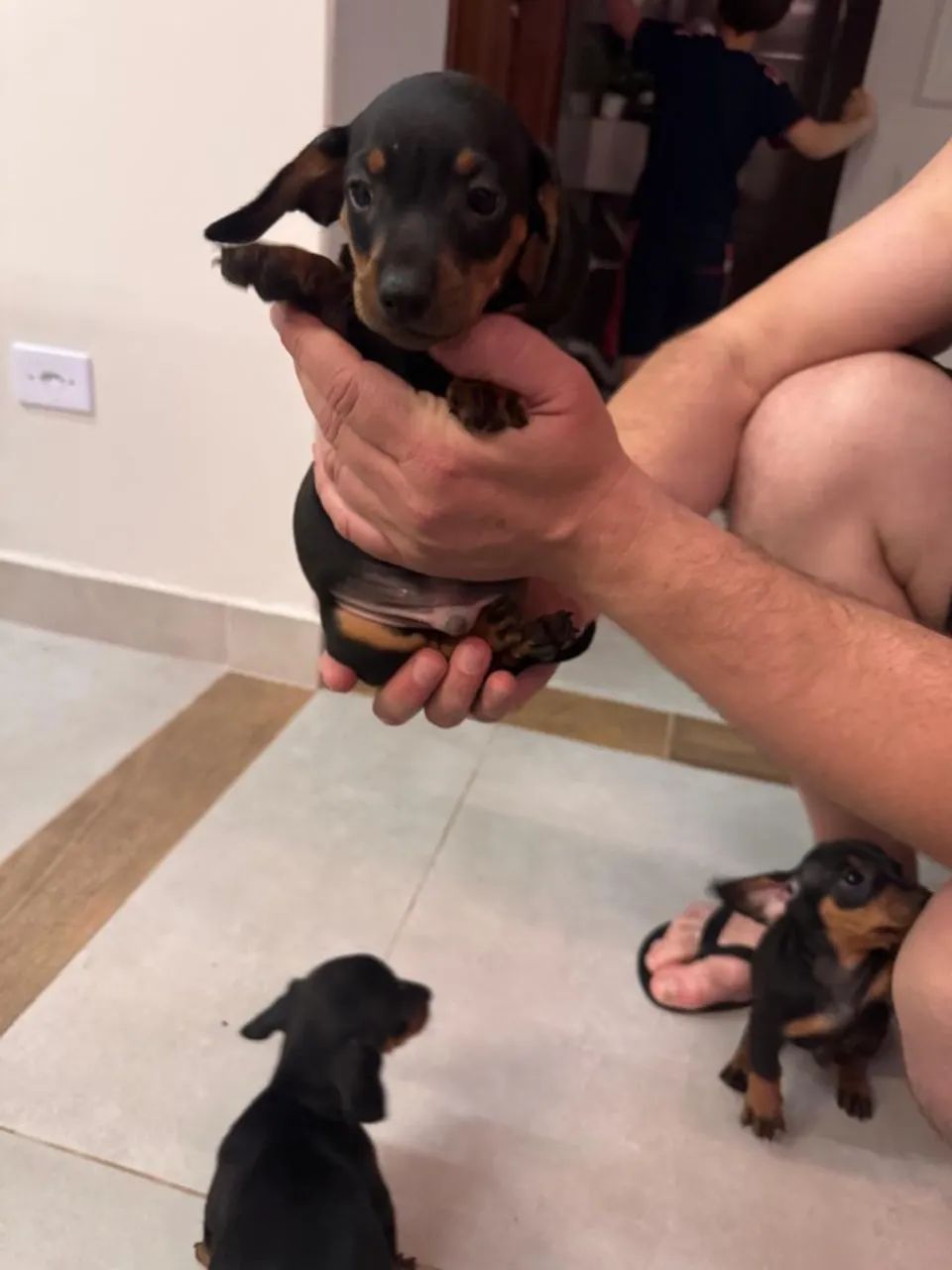 Filhotes de salsicha (dachsund) - Foto 5