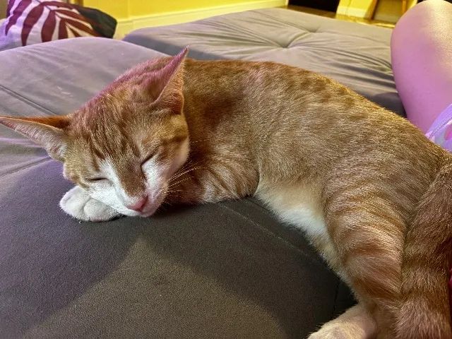 Gato  - Foto 3