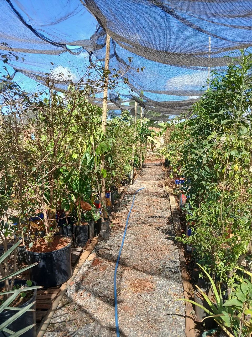 Plantas Frutíferas top - Foto 3