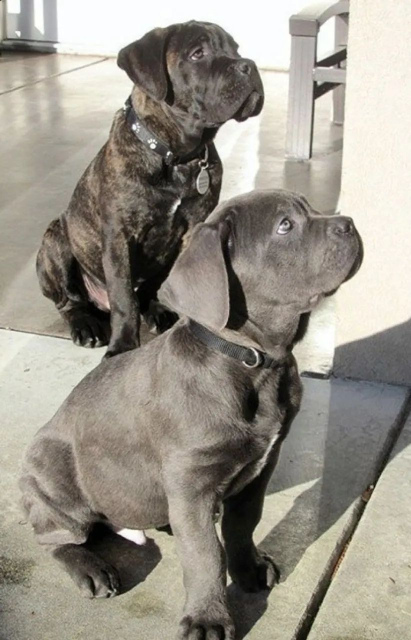 Cane Corso Que Segue o Caminho