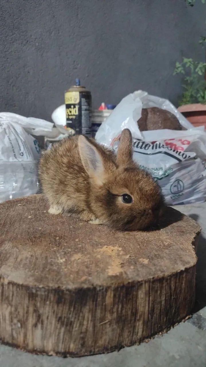 Coelhos - Foto 4