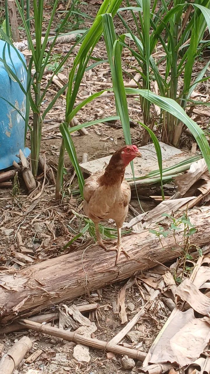 Vendo galinha botando 