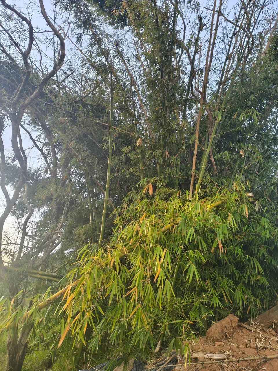 Vende-se terreno Itapecerica da Serra  - Foto 2