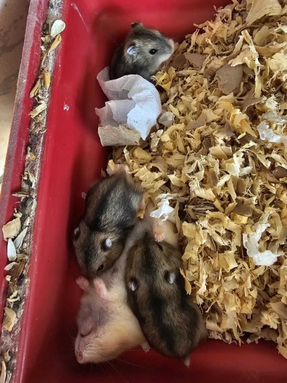 Filhote Hamster - Foto 4