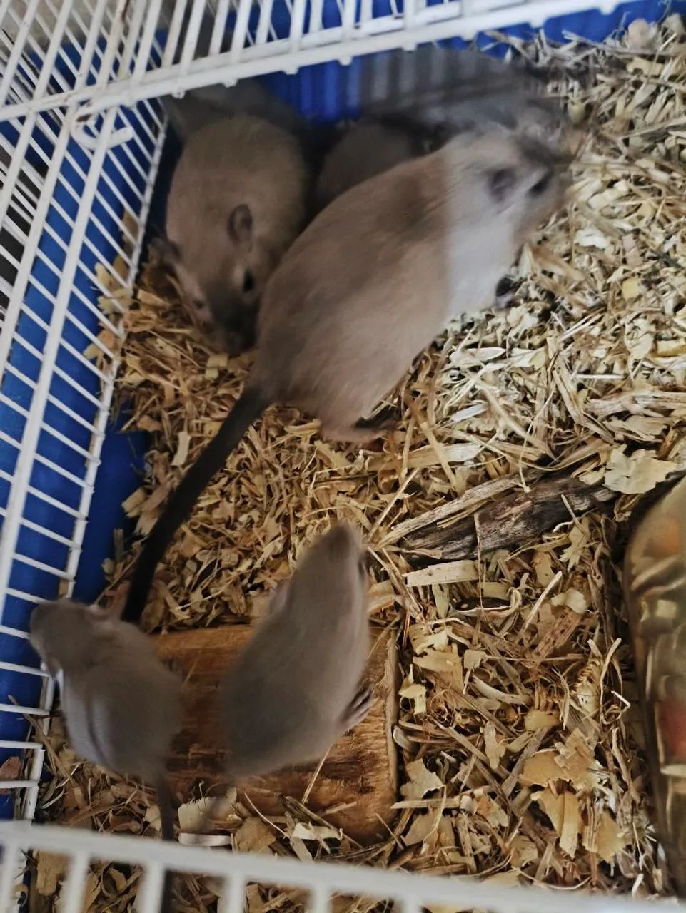 Gerbil  - Foto 5