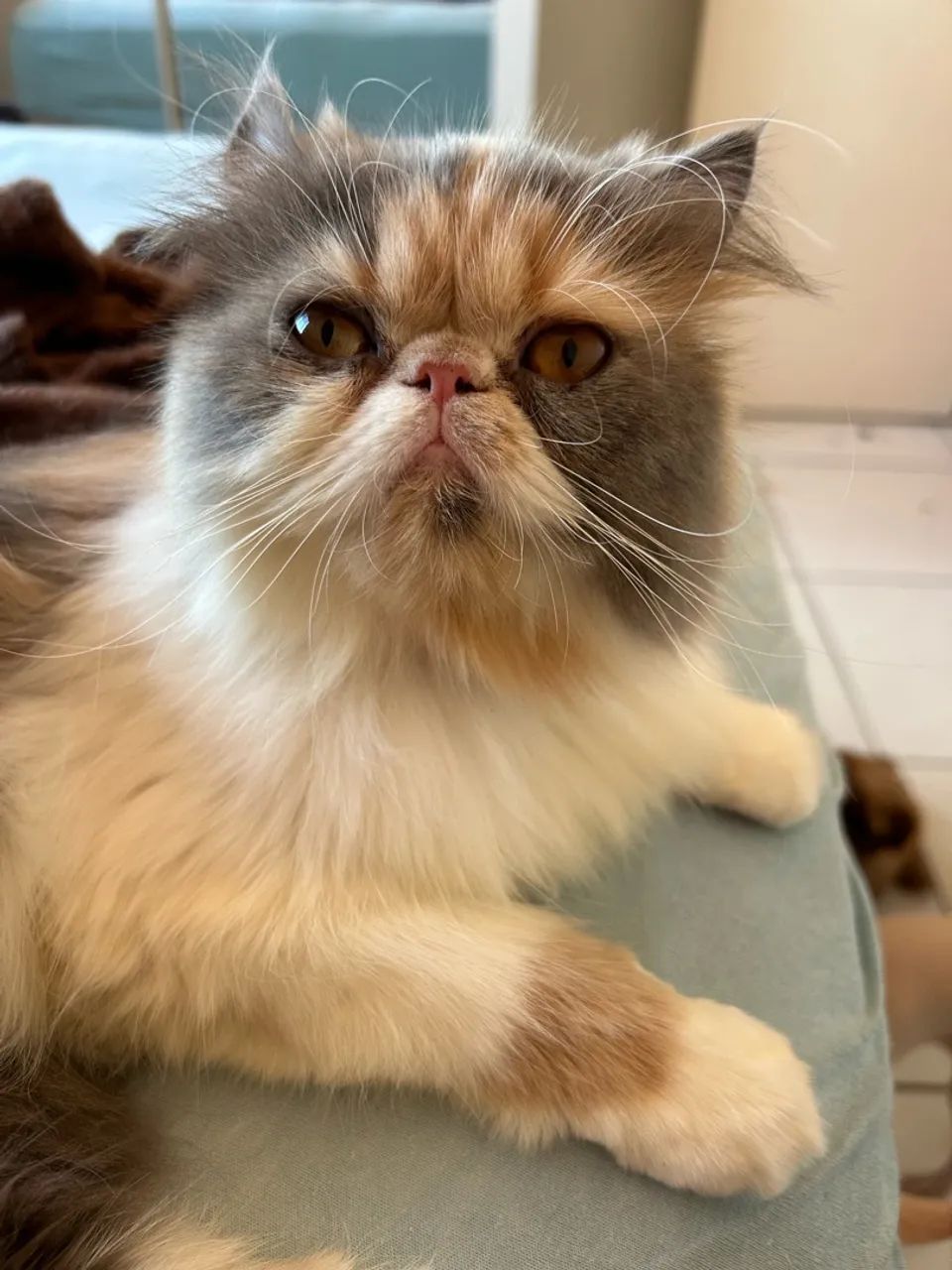 Gata persa 