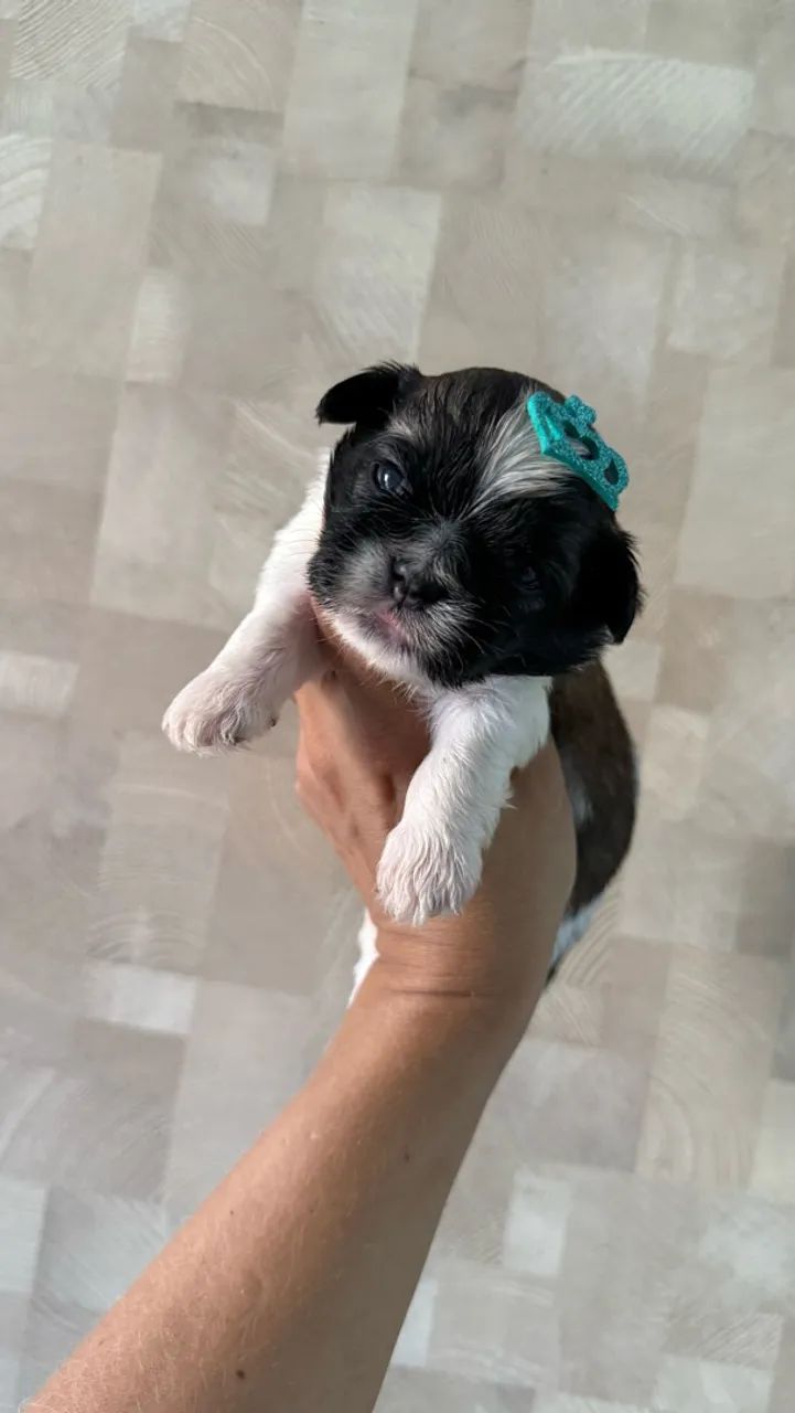 Shihtzu machinhos  - Foto 5