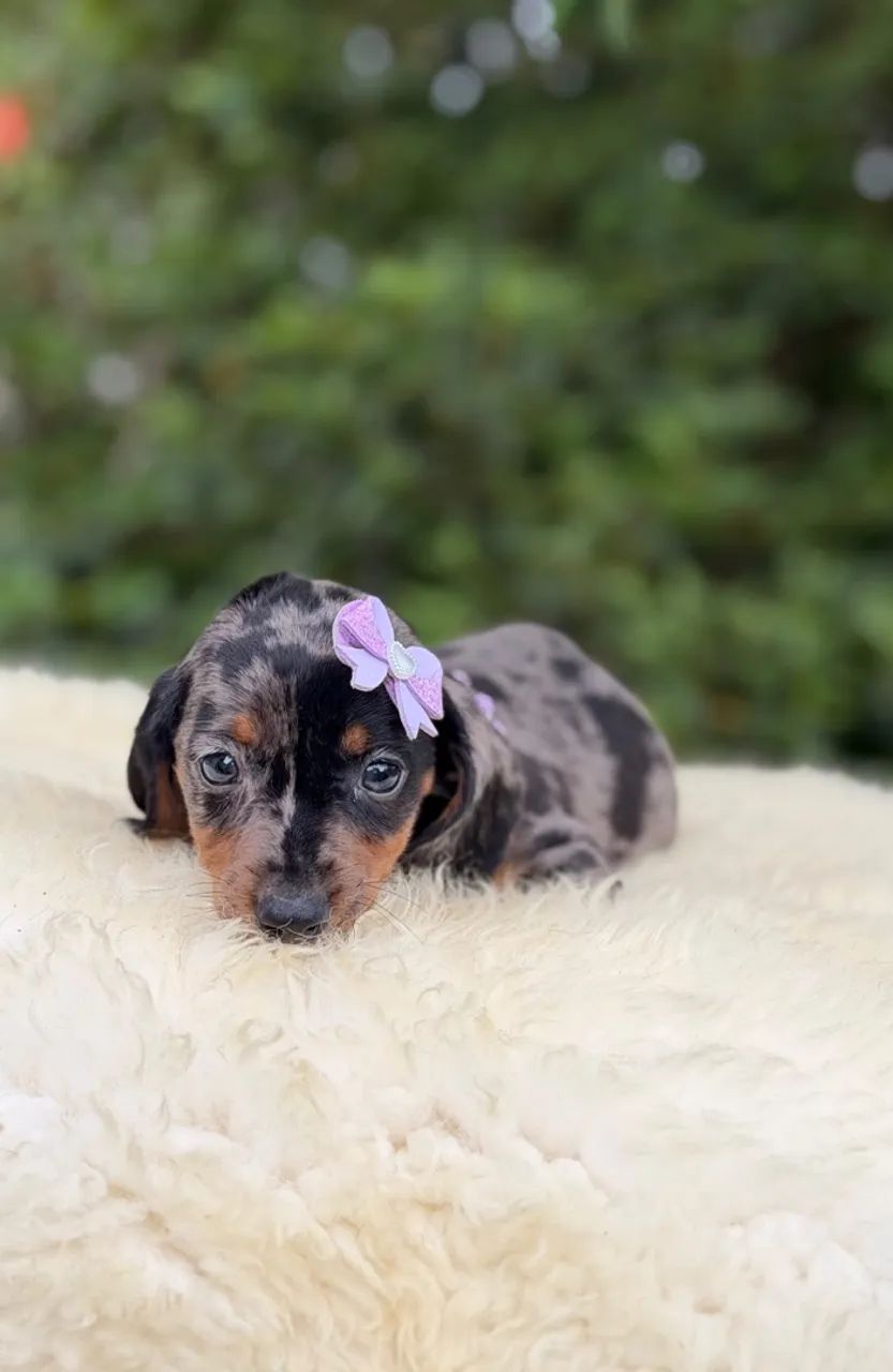 Linguicinha Dachshund  - Foto 4