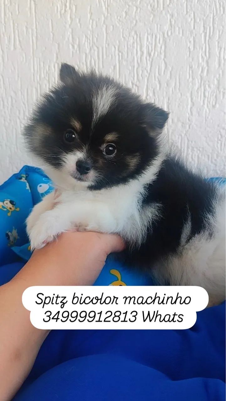 Spitz Alemão Machinho Bicolor Lindo