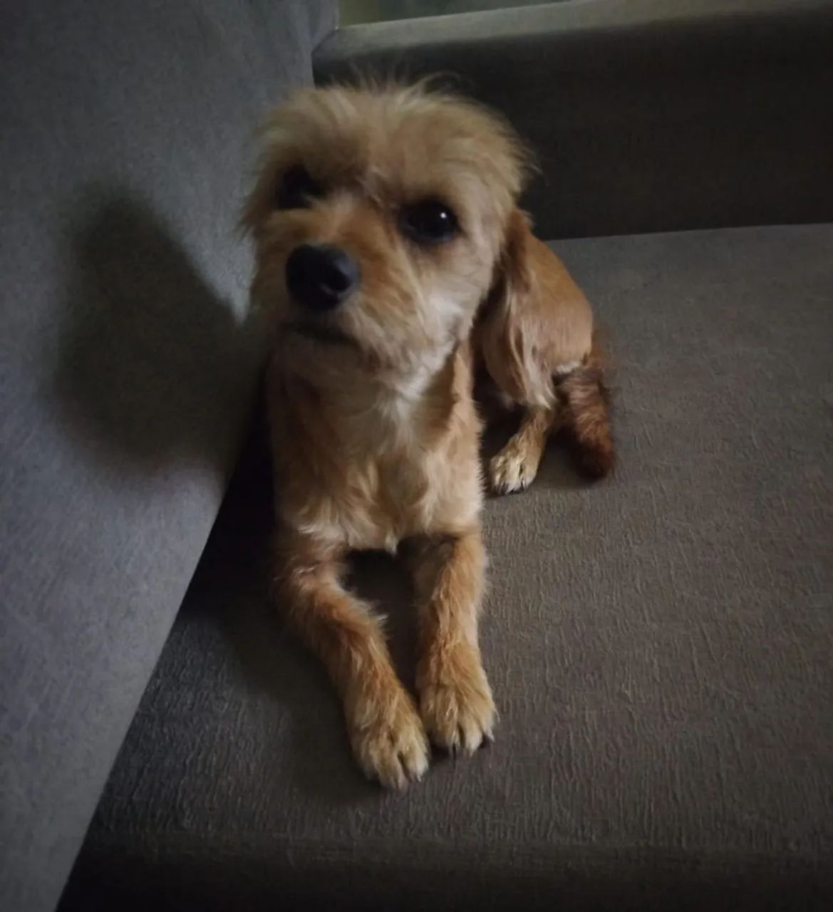 Doação de cachorrinha  - Foto 2