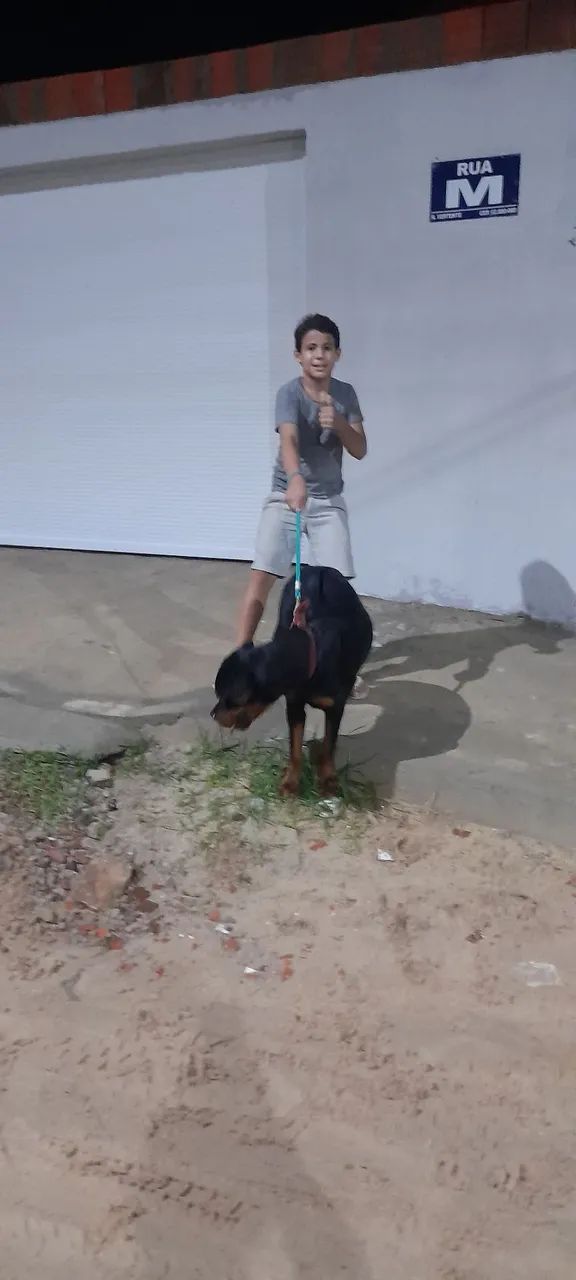 Rottweiler femea para cruza - Foto 3