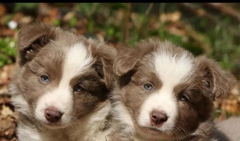 Border collie lindo vacinado 