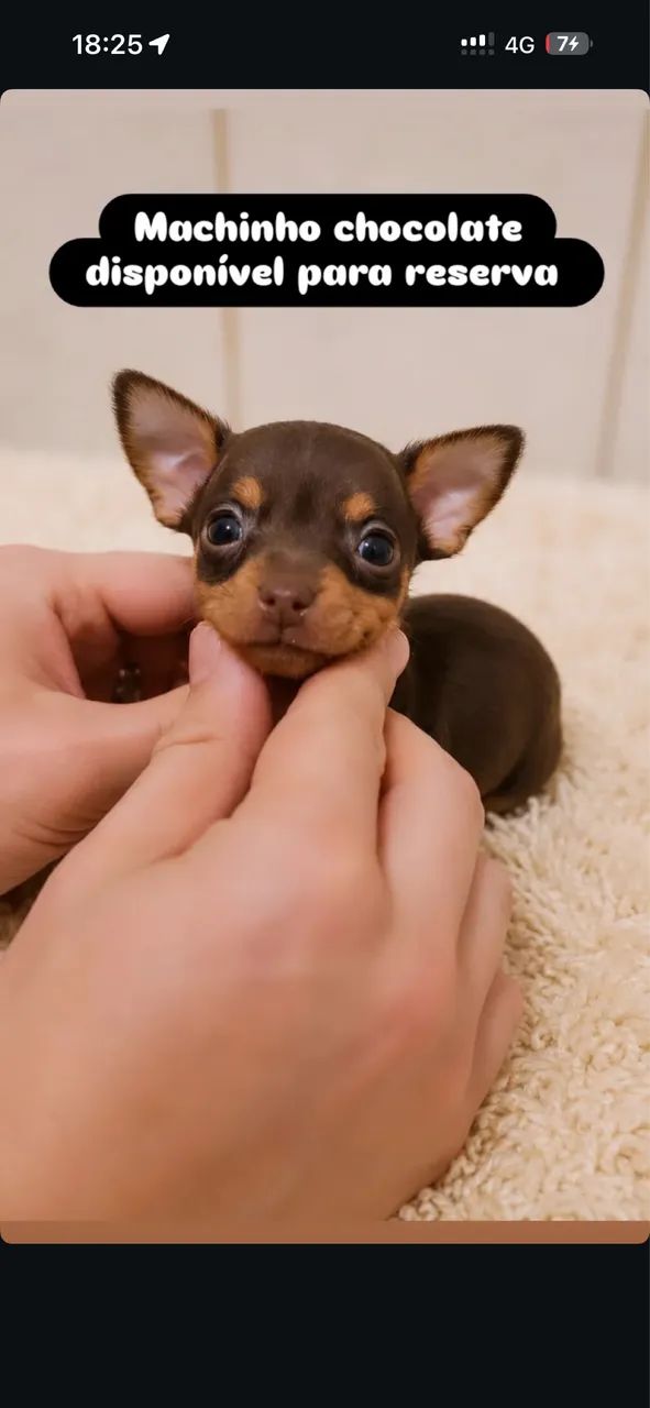Pinscher 0  - Foto 2