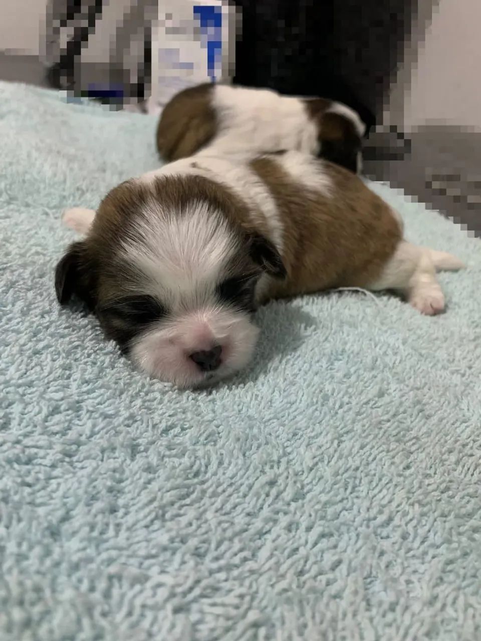 Lhasa Apso Filhotes - Foto 5