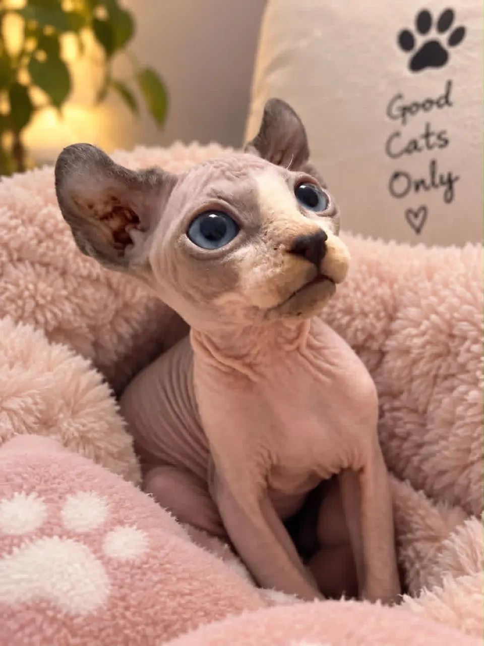 SPHYNX 