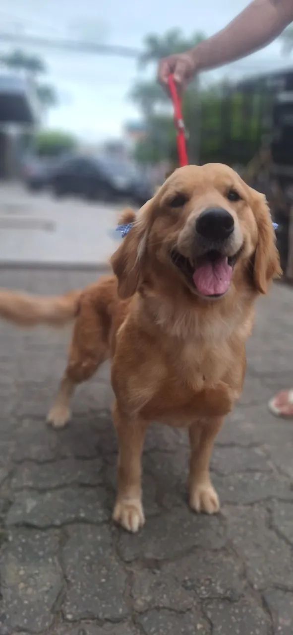 Golden Retriever  - Foto 3