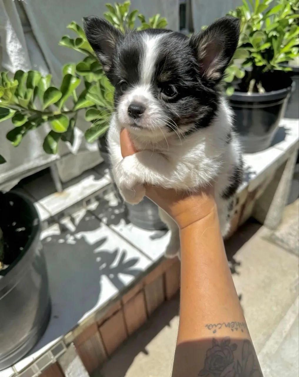 Chihuahua Pelo Longo  - Foto 2