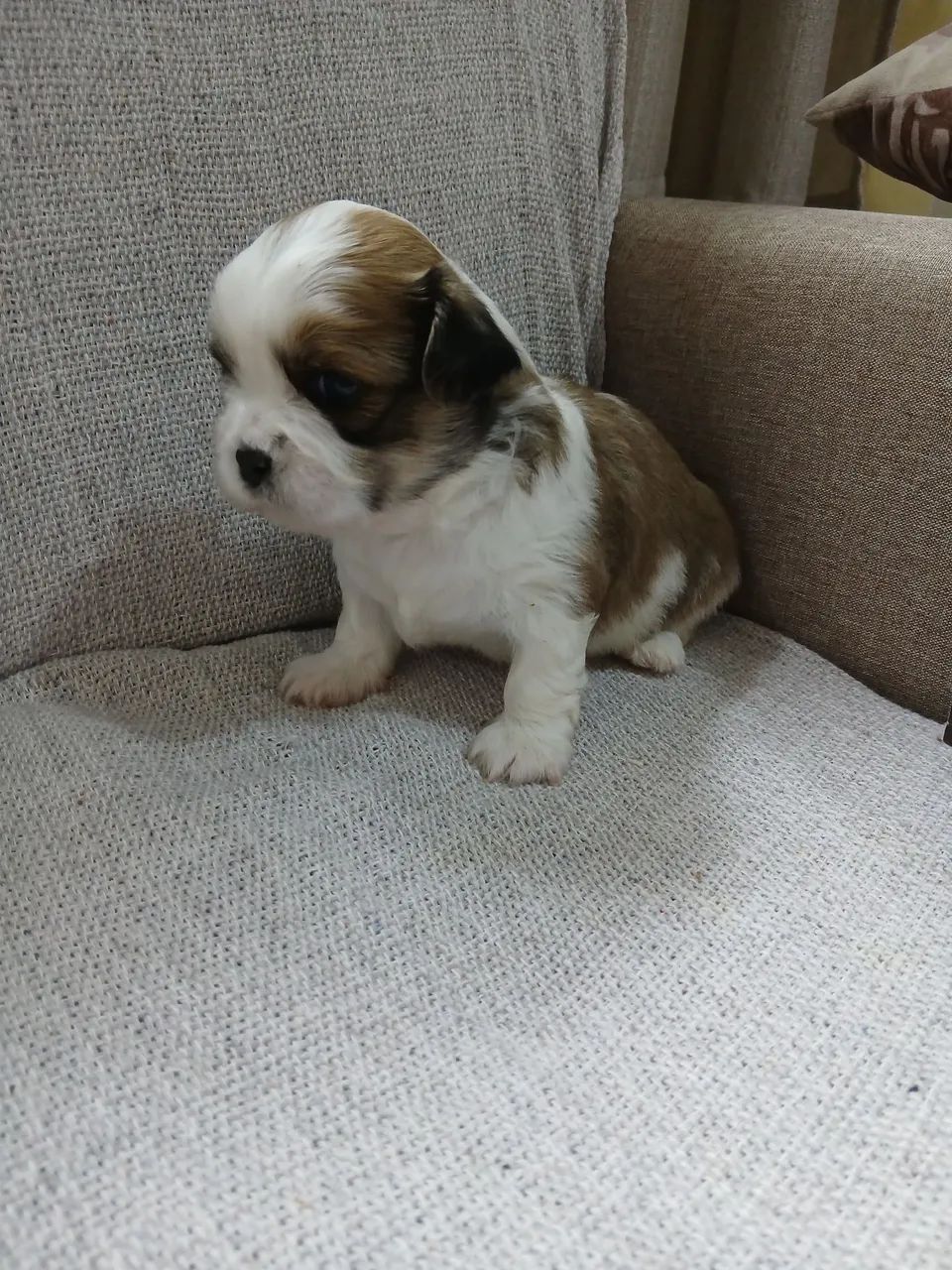 Lindos shihtzu