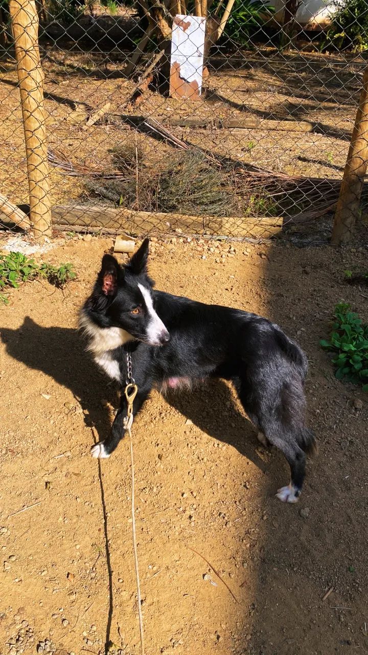 Filhotes de borde collie  - Foto 4
