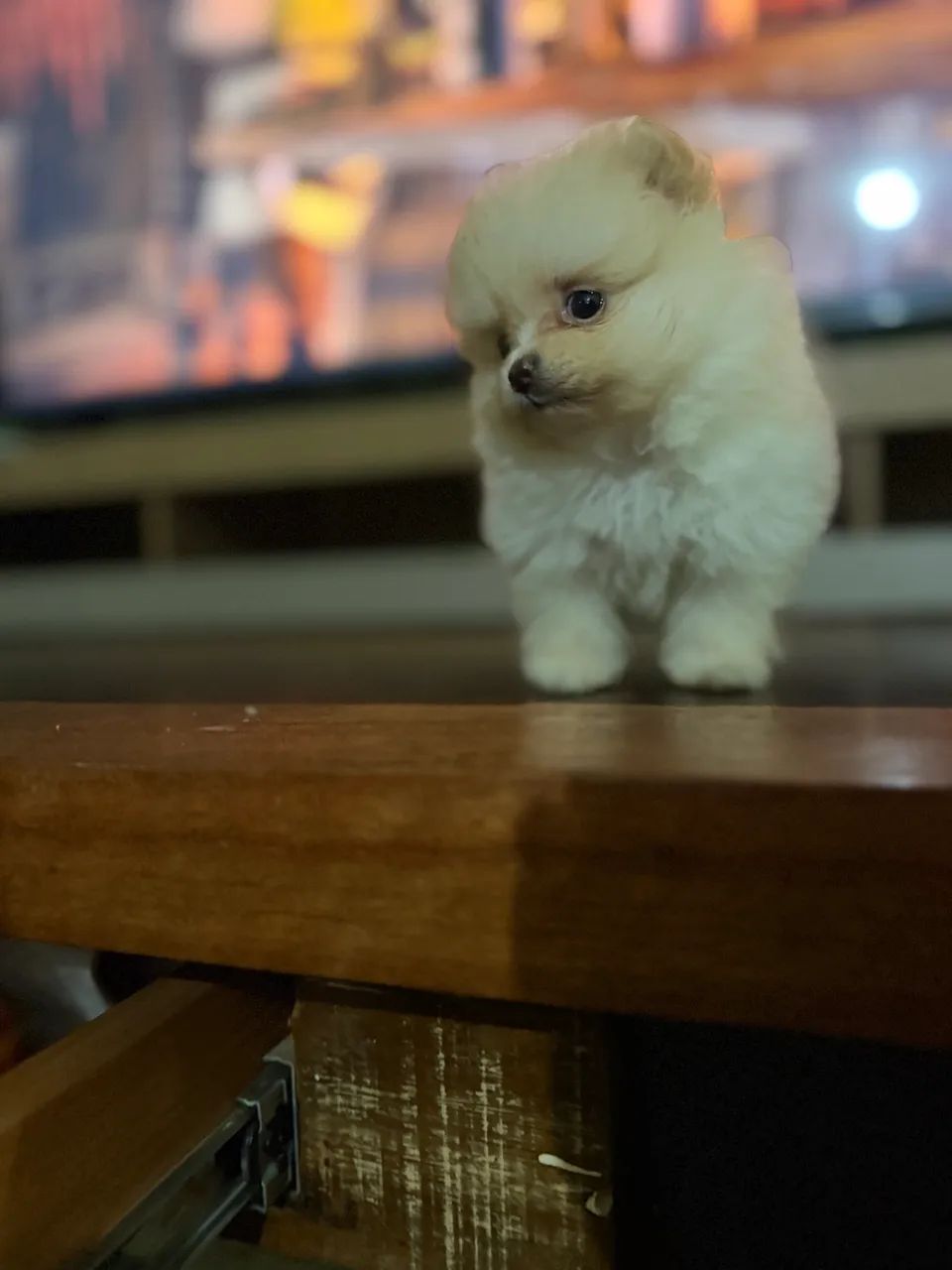 Spitz alemão  - Foto 3
