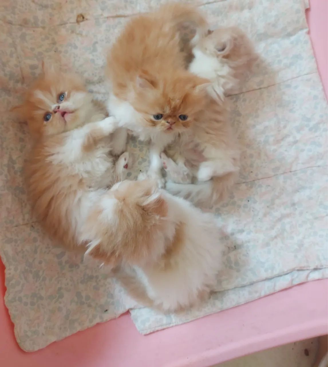 Persa 100% Amor e Carinho  - Foto 2