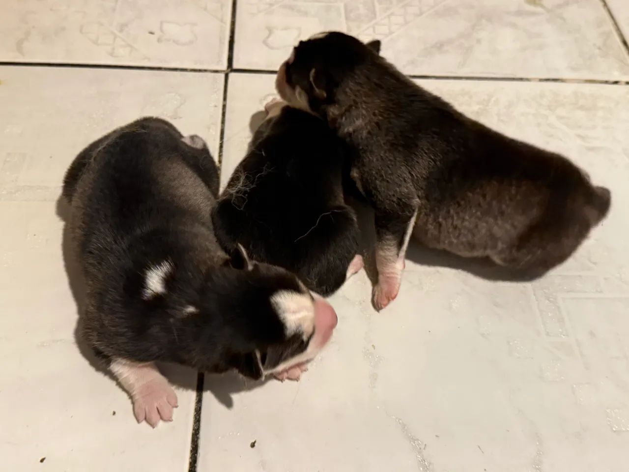 Husky  - Foto 2