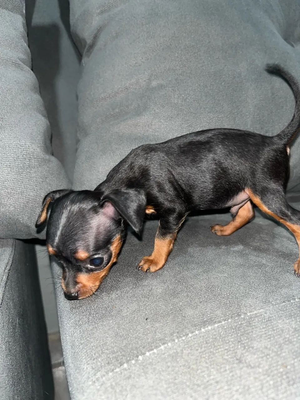 Pinscher 01  - Foto 4