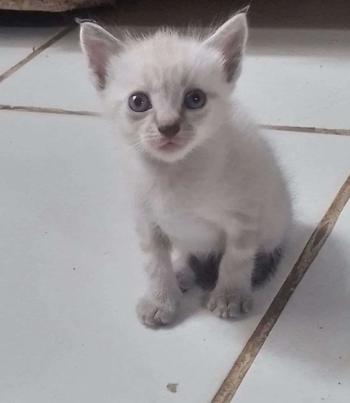 Gatinho macho pra doação  - Foto 6