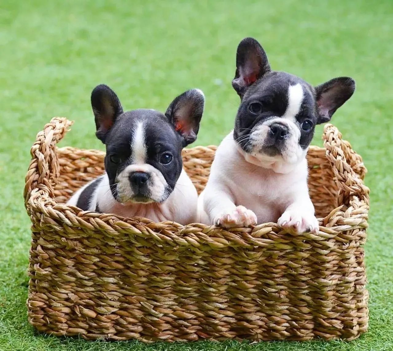 Bulldog  - Foto 2