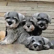 Schnauzer "Bigode cheio de atitude."