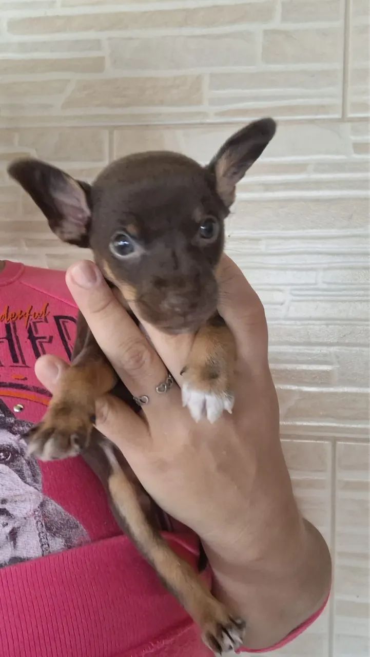 Animais - Foto 4