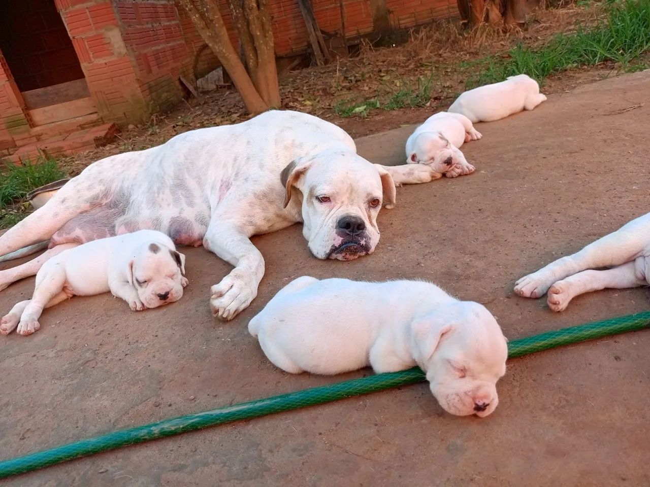 Filhote de box com Bulldog americano  - Foto 2