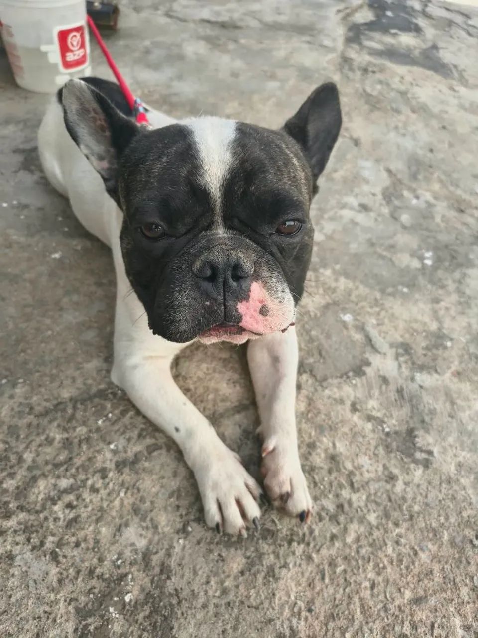 Bulldog 