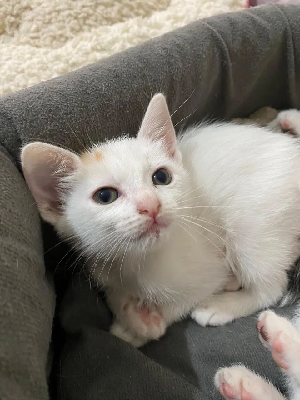 Gatinhos filhotes - Foto 6