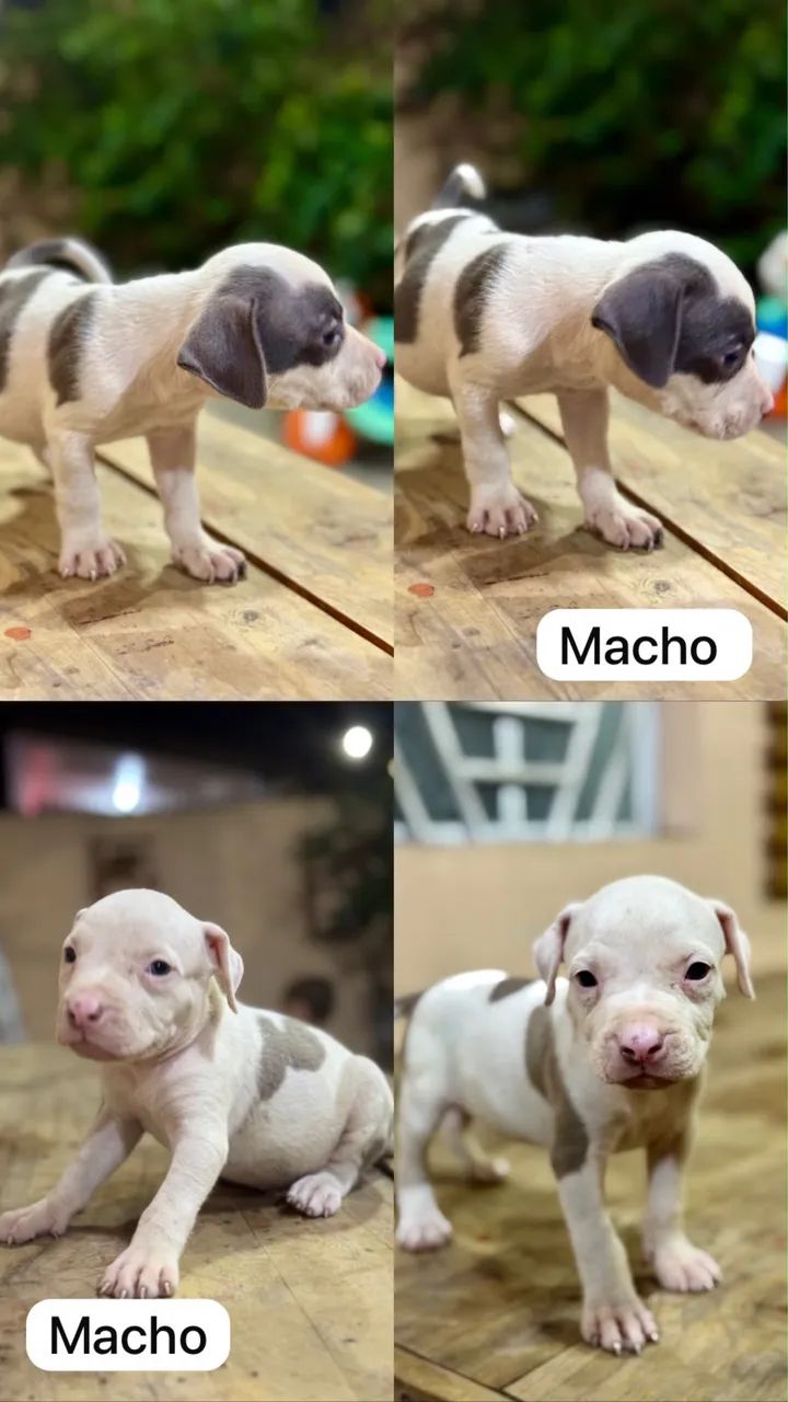 Filhotes American Bully  - Foto 3
