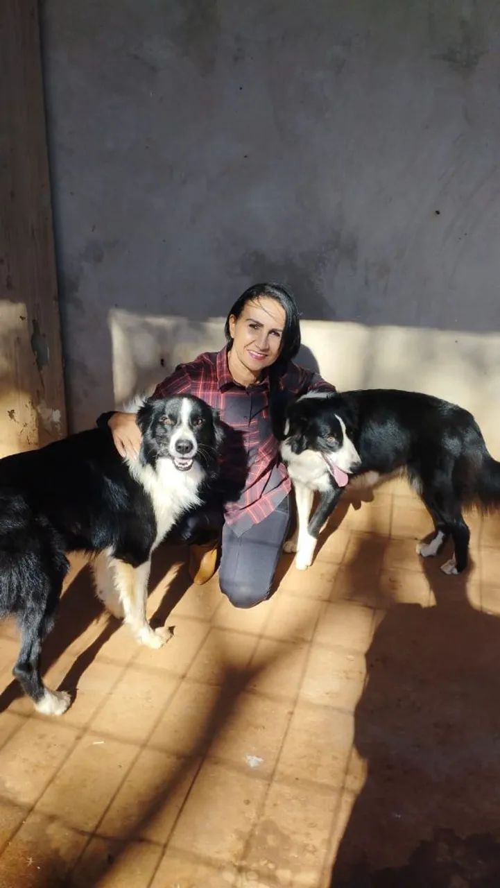 Filhotes de border collie  - Foto 4