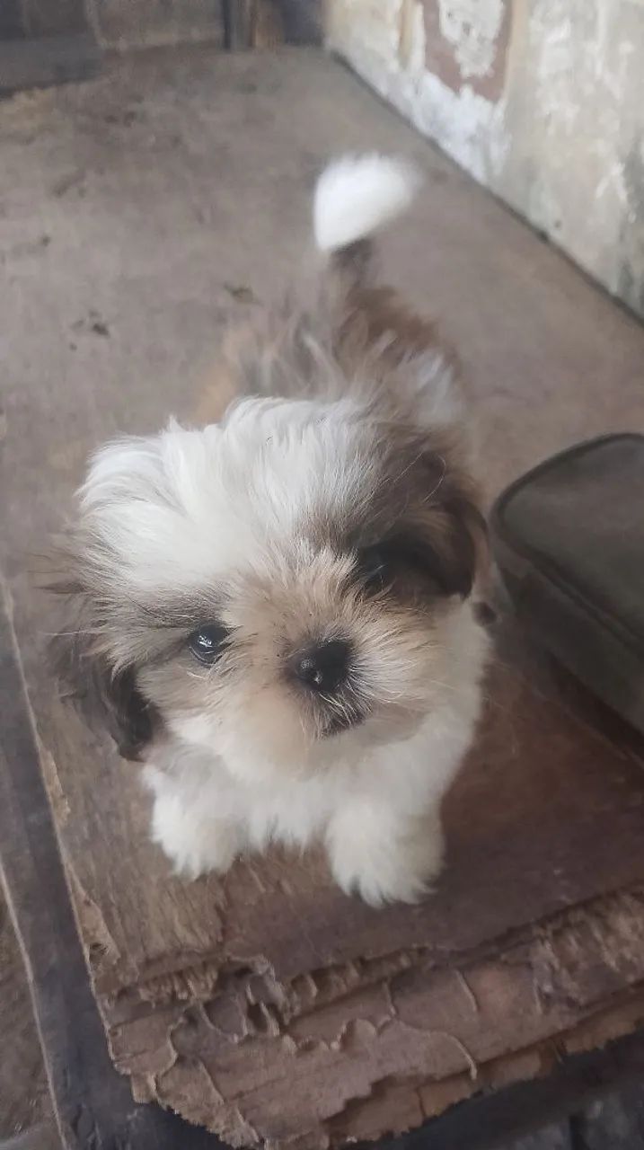 Cachorro Shitzu  - Foto 3