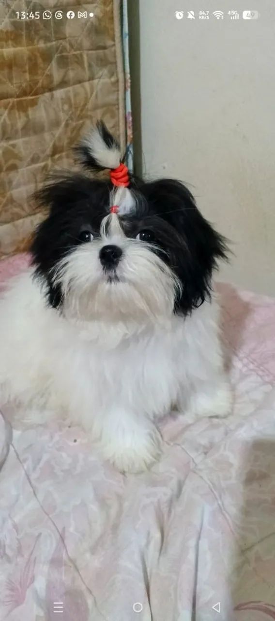 Shih-tzu machos - Foto 3