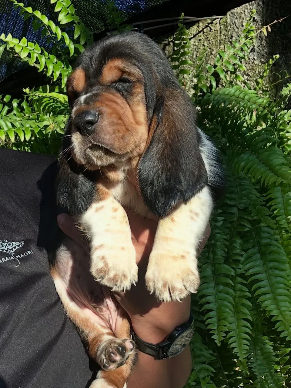 Basset hound  - Foto 3