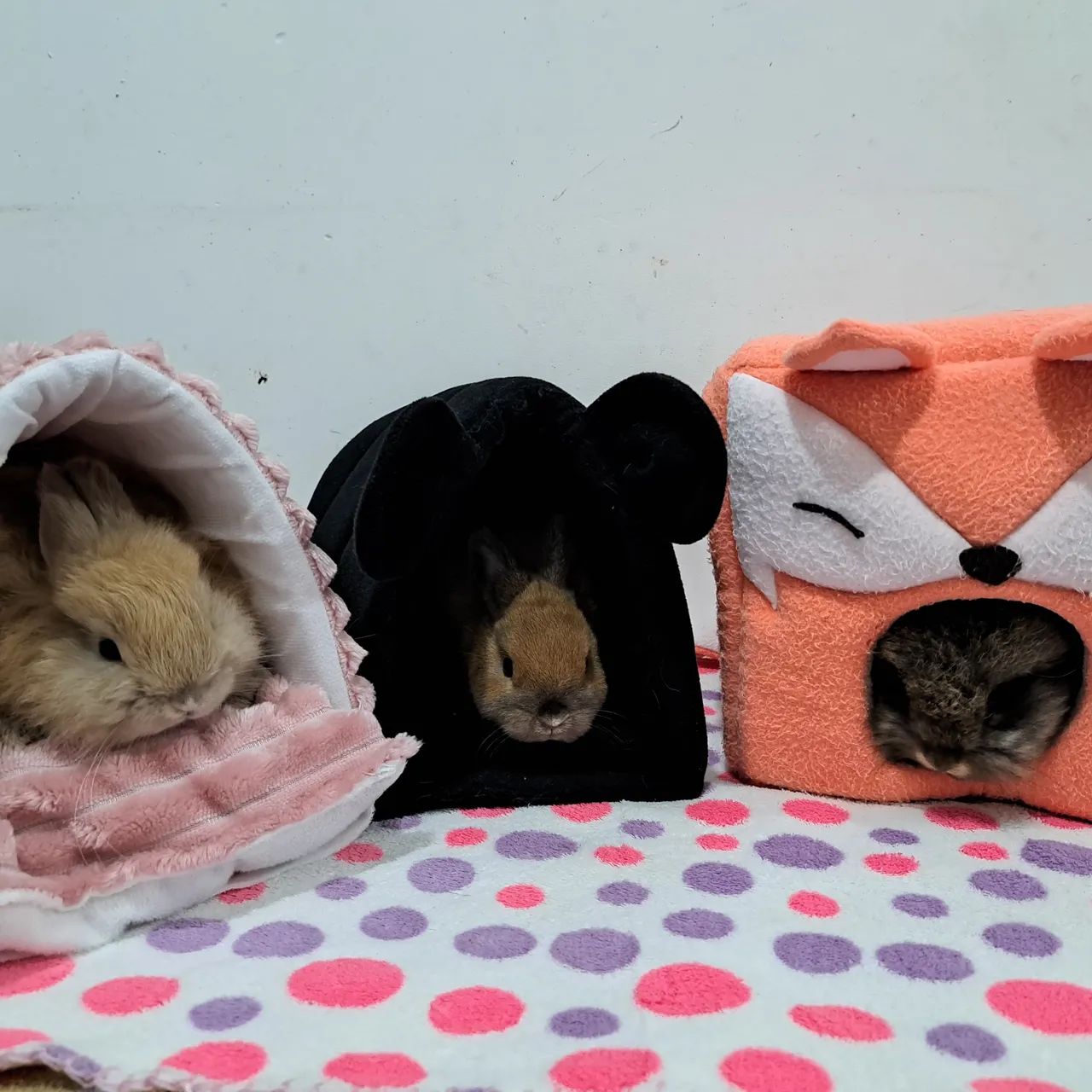 Mini coelho  - Foto 5