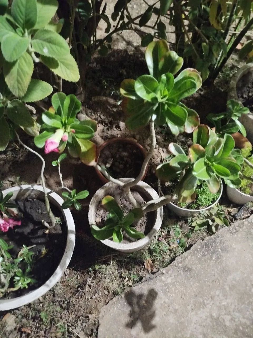 Rosa do deserto  - Foto 3