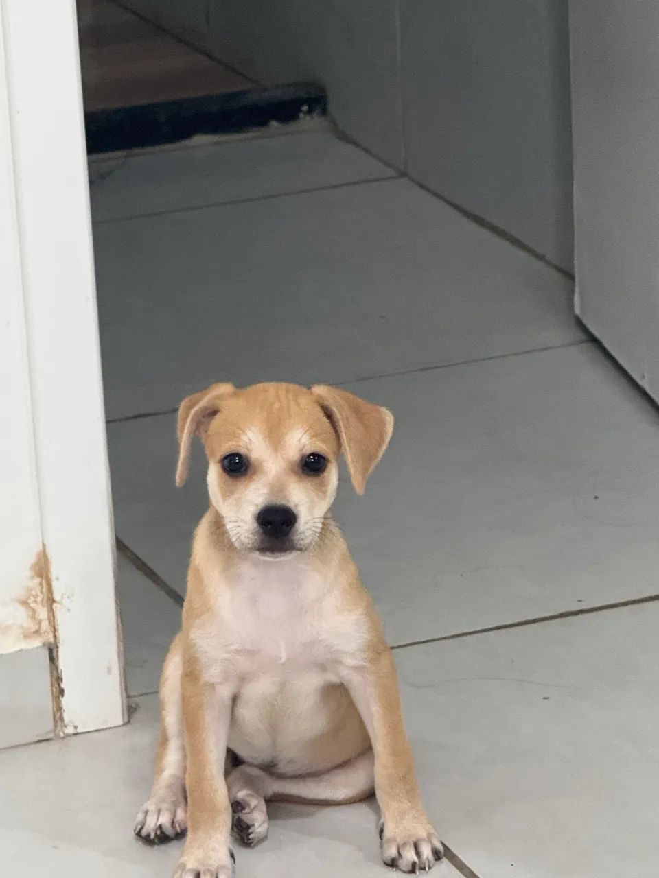 Cachorrinha linda - Foto 3