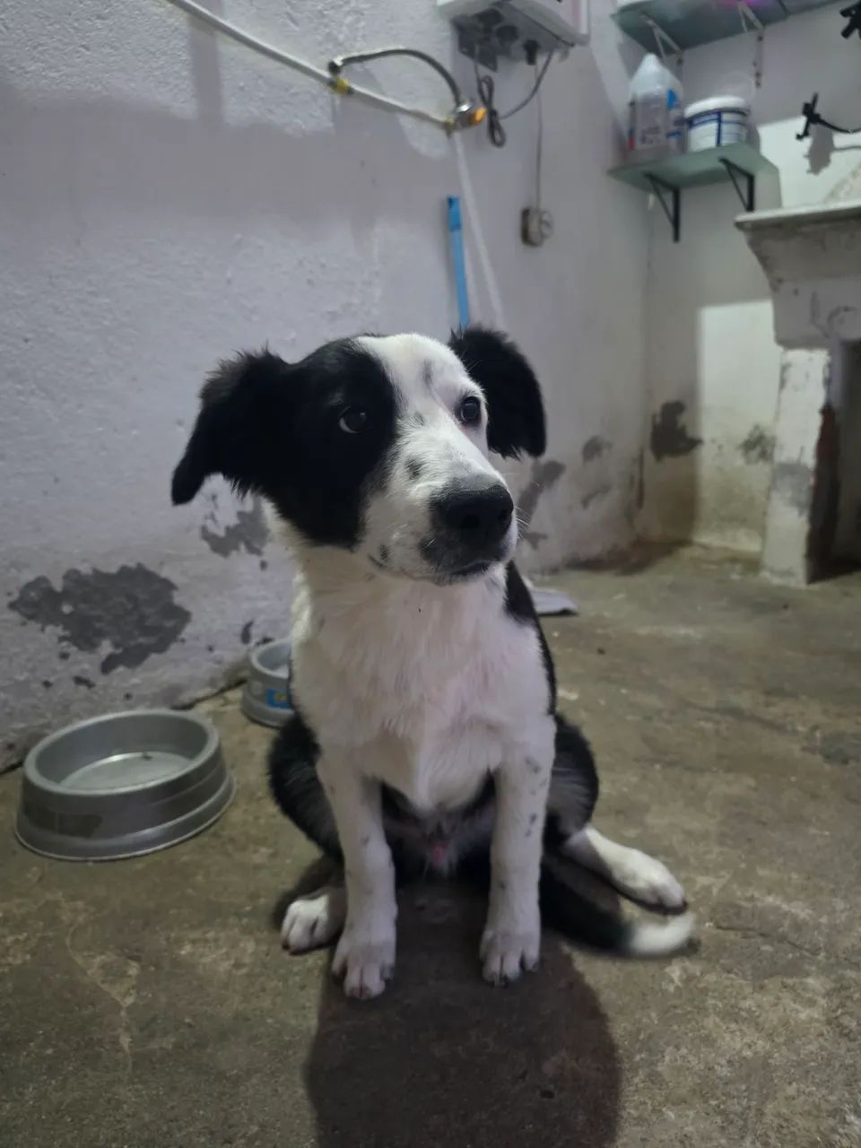 Border Collie - Foto 3