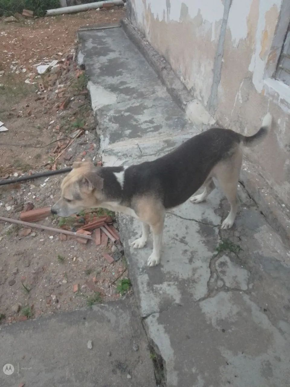 Cachorro excelente  - Foto 4