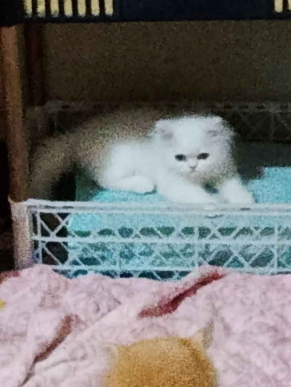 Filhote gato persa64993722414337124